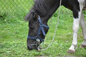 häst, ponny äter gräs foto