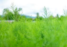 stänga upp grön träd färsk natur se i makro fotografi blad och gren i de trädgård för bakgrund med kopia Plats använder sig av som bakgrund växter begrepp. foto