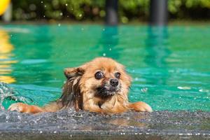 pomeranian hund är simning i de grön slå samman i de eftermiddag med vatten stänk. foto