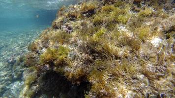 snorkling i sicilien medelhavs hav foto