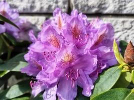 rhododendron blomning blommor i de vår trädgård. pacific rhododendron eller kalifornien rosebay vintergröna buske. skön rosa rhododendron stänga upp foto