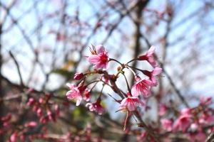 närbild thai sakura rosa blomma fläck bakgrund, rosa blomma i vinter- thailand, Nej människor foto