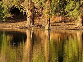 skön eukalyptus träd reflektioner i athalassa parkera sjö i nicosia, cypern foto