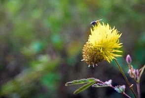 blomma och löv av jätte känslig växt foto