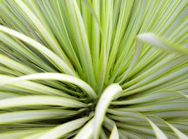 saftig yucca-växt närbild, tagg och detalj på blad av smalbladig yucca foto