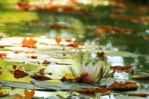 pittoresk löv av vatten liljor och färgrik lönn löv på vatten i damm, höst säsong, höst bakgrund foto