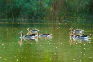 vild ankor på de sjö nära Donau flod i Tyskland foto