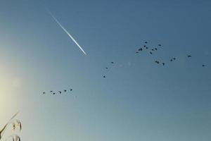 flock av vild gäss silhuett på en solnedgång himmel foto