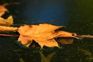 oktober atumn lönn blad flytande på vatten foto