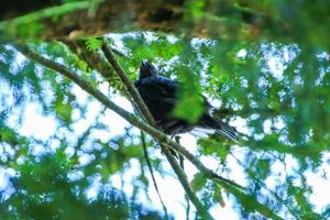 en allmänning koltrast, turdus merula, Sammanträde på en träd gren foto