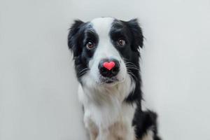 st. alla hjärtans dag koncept. roliga porträtt söt valp hund border collie håller rött hjärta på näsan isolerad på vit bakgrund. härlig hund kär på alla hjärtans dag ger gåva. foto