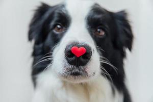 st. alla hjärtans dag koncept. roliga porträtt söt valp hund border collie håller rött hjärta på näsan isolerad på vit bakgrund. härlig hund kär på alla hjärtans dag ger gåva. foto