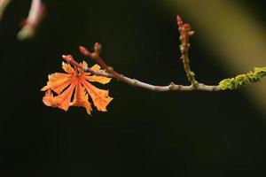 färgrik höst löv av de japansk lönn foto