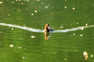 vild ankor på de sjö nära Donau flod i Tyskland foto