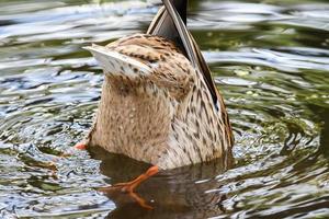 vild ankor på de sjö nära Donau flod i Tyskland foto