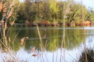 vild gås avhudning nära de Donau vatten ström foto