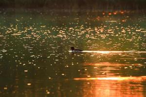 de vild gås flyta i de kväll sjö medan de gyllene ljus reflekterad i de skön vatten yta. foto