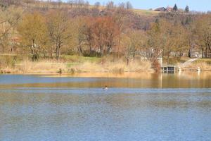 bra naken doppings dansa i naturlig livsmiljö, podiceps cristatus foto