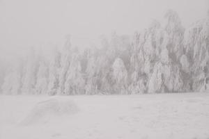 berg skog landskap på en dimmig vinter- dag foto