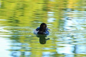 vild ankor på de sjö nära Donau flod i Tyskland foto