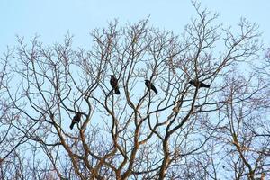 grupp av gal Sammanträde på en träd foto