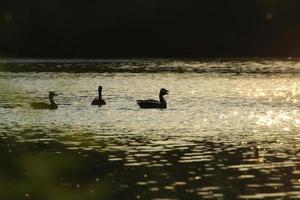 de vild gås flyta i de kväll sjö medan de gyllene ljus reflekterad i de skön vatten yta. foto