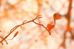abstrakt bild av höst grenar och löv reflekterad i en damm foto