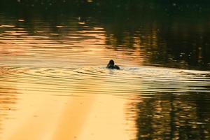 de vild gås flyta i de kväll sjö medan de gyllene ljus reflekterad i de skön vatten yta. foto