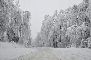 berg skog landskap på en dimmig vinter- dag foto