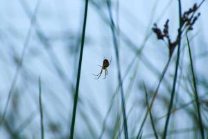Spindel silhuett i de gräs på blå bakgrund foto
