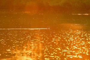 de vild gås flyta i de kväll sjö medan de gyllene ljus reflekterad i de skön vatten yta. foto