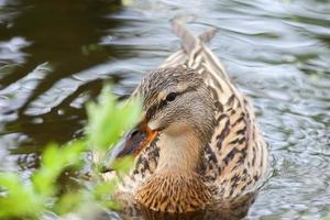 vild ankor på de sjö nära Donau flod i Tyskland foto