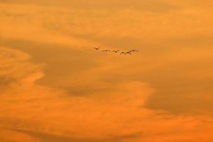 fåglar flygande in i solnedgång himmel foto