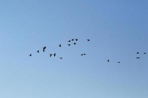 flock av vild gäss silhuett på en blå himmel foto