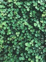 liten grön bladväxt foto