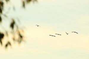 vild gås avhudning nära de Donau vatten ström foto