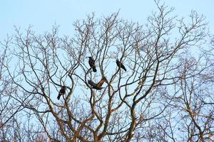 grupp av gal Sammanträde på en träd foto