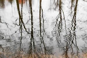 träd grenar reflekterad in i vatten foto