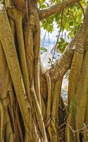 enorm skön ficus maxima fikon träd playa del carmen Mexiko. foto