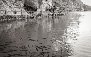 plitvice sjöar nationell parkera kroatien landskap fiskar under turkos vatten. foto