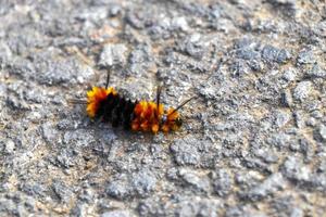 underbar hårig orange och svart larv på asfalt costa rica. foto