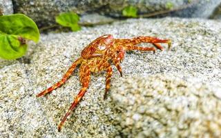 död- röd krabba krabbor på klippor stenar puerto escondido Mexiko. foto