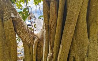 enorm skön ficus maxima fikon träd playa del carmen Mexiko. foto