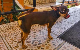 ryska leksak terrier hund porträtt ser lekfull och söt Mexiko. foto