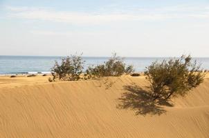 sand sanddyner på de havet foto