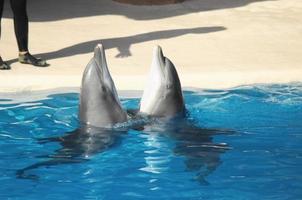 delfiner i de Zoo foto
