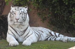 vit tiger i en Zoo foto