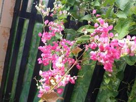 härlig ljus rosa blommor med bin i de morgon- i natur bakgrund. härlig antigonon leptopus, mexikansk kryp, korall vin, bi buske eller san miguelito vin. foto