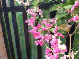 härlig ljus rosa blommor med bin i de morgon- i natur bakgrund. härlig antigonon leptopus, mexikansk kryp, korall vin, bi buske eller san miguelito vin. foto