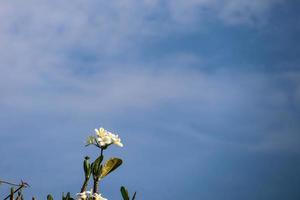 plumeria alba blomma är en arter av de släkte plumeria. den har smal avlång löv, stor vit blommor och en stark arom. foto